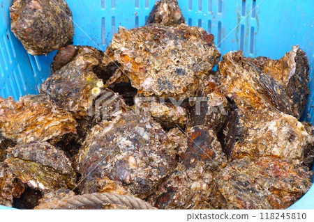 Oysters Oysters Raw oysters Nakaminato Fish Market Oysters Oysters Raw oysters Nakaminato Fish Market 118245810