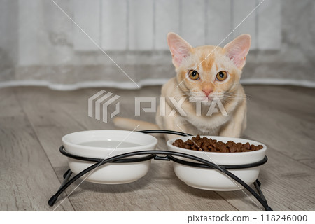 A small Burmese kitten eats dry food from a bowl. A small Burmese kitten eats dry food from a bowl. 118246000