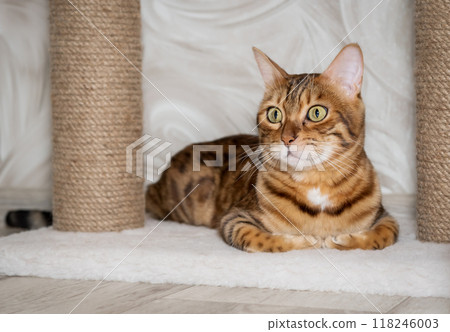 Bengal adult cat resting near scratching post. 118246003