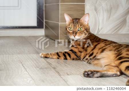 Bengal cat on the floor in the hallway. Bengal cat on the floor in the hallway. 118246004