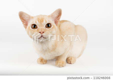 Burmese kitten on a white studio background. 118246008