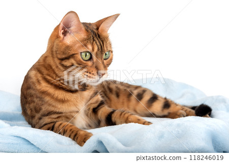 Purebred bengal cat lying on blue blanket 118246019