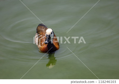 The White-faced Whistling Duck is swimming in the river 118246103