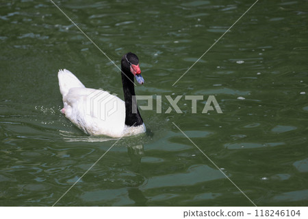 The black neck and White goose in river The black neck and White goose in river 118246104