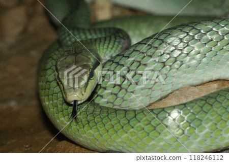 Close up head red tailed rat snake in garden Close up head red tailed rat snake in garden 118246112