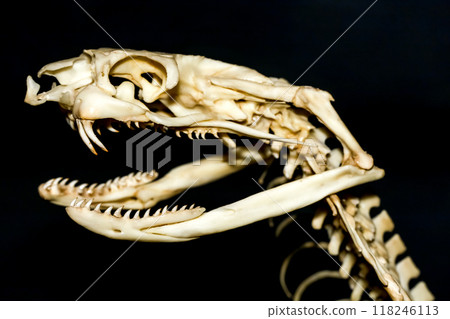 Close up  snake head bone on black background 118246113