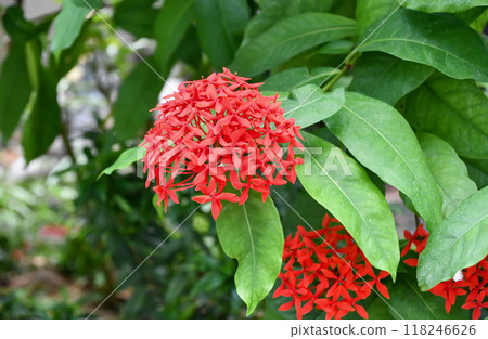 仙丹花（Santanka）“夏日新鮮” 118246626