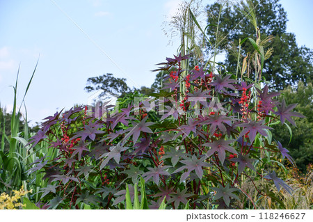 蓖麻子 蓖麻子 118246627