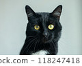A black and white cat with yellow eyes is staring at the camera 118247418