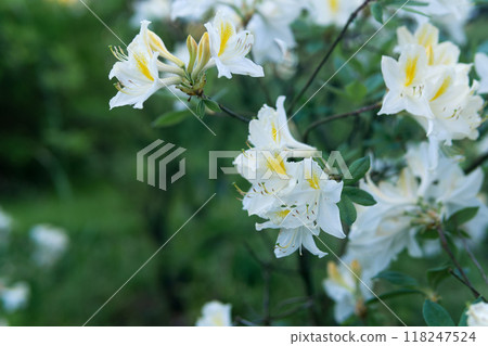 blooming azalea bush in the garden blooming azalea bush in the garden 118247524