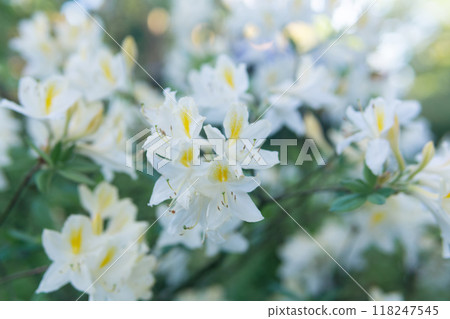 white azalea flowers in the garden close-up white azalea flowers in the garden close-up 118247545
