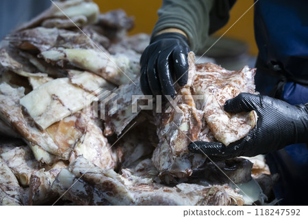 Gloved hands sort the frozen squid. Fishing industry. Gloved hands sort the frozen squid. Fishing industry. 118247592