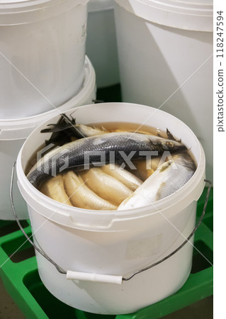 Herring in a plastic bucket in an industrial warehouse or store. Herring in a plastic bucket in an industrial warehouse or store. 118247594