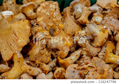 Cantharellus cibarius is the golden chanterelle. It is also known as girolle (or girole). Cantharellus cibarius is the golden chanterelle. It is also known as girolle (or girole). 118247796