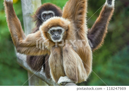 lar gibbon white-handed gibbon, an endangered primate in the gibbon family 118247989