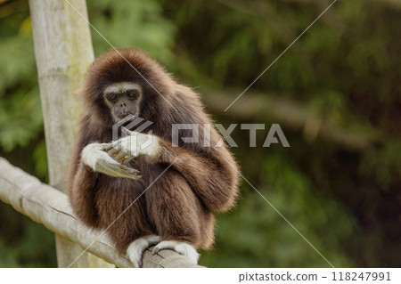 lar gibbon white-handed gibbon, an endangered primate in the gibbon family lar gibbon white-handed gibbon, an endangered primate in the gibbon family 118247991