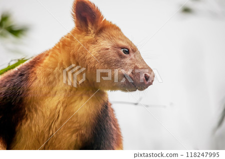 Goodfellow's Tree Kangaroo, portrait of very cute rare red animal. 118247995
