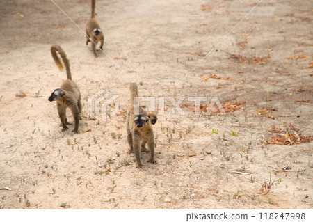 Cute brown lemur (Eulemur fulvus) with orange eyes. 118247998