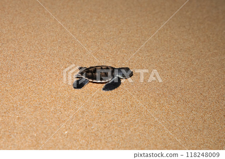 baby sea turtle goes to the water, towards ocean 118248009