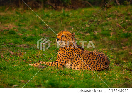 cheetah resting on green grass, very close eye contact. 118248011