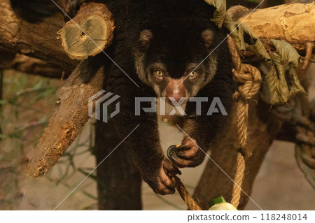 cute wild bear cuscus aulirops ursinus arboreal against blure background. 118248014