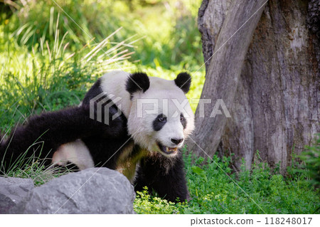 cheerful playing pandas on green lawn 118248017