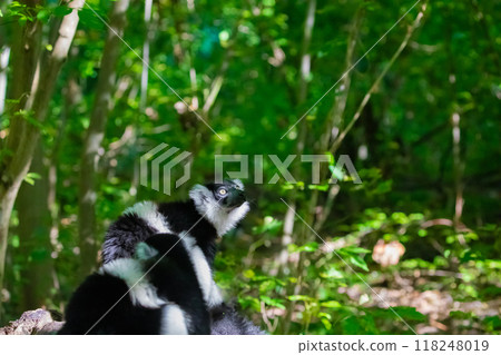 Black and white Ruffed Lemur closeup Black and white Ruffed Lemur closeup 118248019