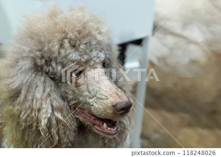 Head shot of adorable adult apricot brown poodle. Recently groomed. with mouth open Head shot of adorable adult apricot brown poodle. Recently groomed. with mouth open 118248026