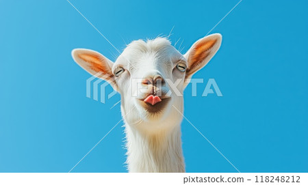 Funny white goat sticking out tongue on blue sky background 118248212