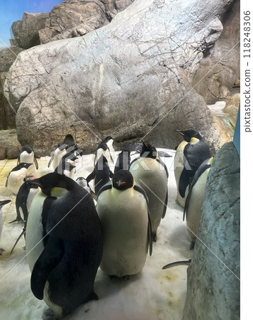 Penguins relaxing on the rocks 118248306