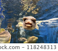Swimming puffer 118248313