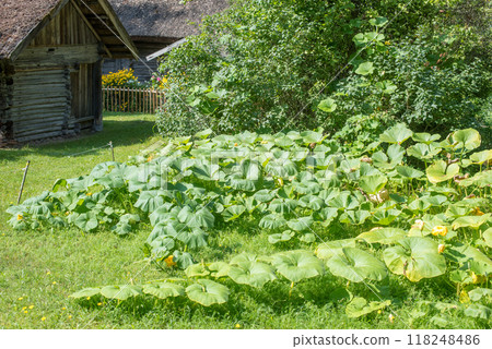 Pumpkins growing in a garden bed in the village Pumpkins growing in a garden bed in the village 118248486