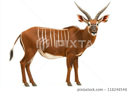 bongo antelope exhibits its rich reddish coat adorned with striking white stripes, standing proudly in isolation. Its impressive horns and attentive posture reflect its natural elegance. 118248548