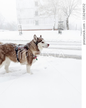 Siberian husky dog portrait in winter. Brown Siberian sled dog husky over snowy background. 118248552