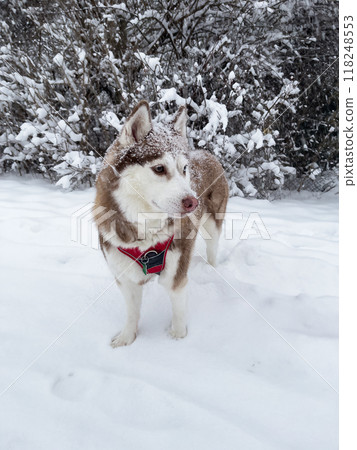 Siberian husky dog portrait in winter. Brown Siberian sled dog husky over snowy background. 118248553