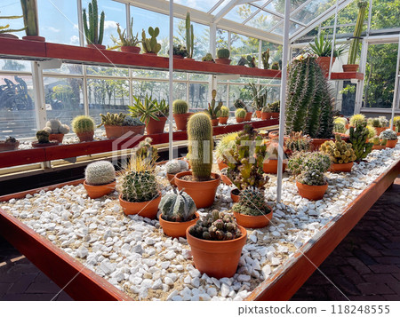 Glass greenhouse with cactus plants. Many variety of cactus flowers growing in sunny greenhouse. 118248555