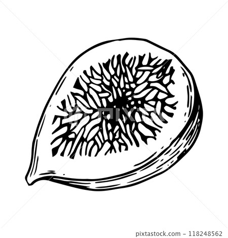 fig, fruit, vector 118248562