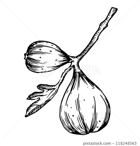 fig, fruit, vector 118248563