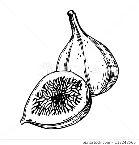 fig, fruit, vector 118248566