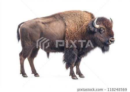 bison stands tall and regal, its powerful frame and thick fur on full display, captured in a moment of quiet majesty against a bright, clean backdrop. 118248569