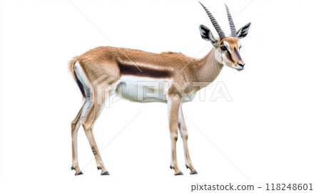 Thomson's gazelle stands in a poised position, its head turned to display its agile form and sharp horns, highlighting the elegance of African wildlife. 118248601