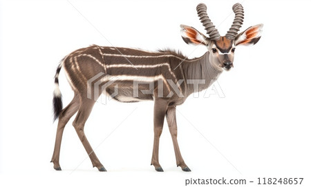 stunning nyala showcases its unique spiral horns and beautifully striped coat, displaying grace and elegance in a serene, isolated setting. 118248657