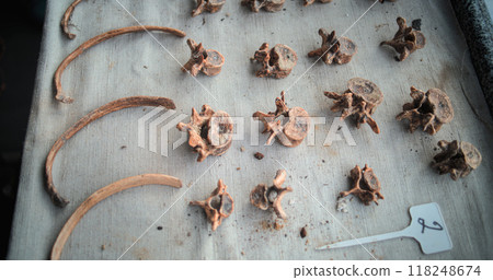 Close up of fossil specimen collection and professional tools in archaeological laboratory 118248674