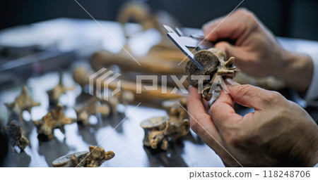 Close up of measuring bones of prehistoric human or animal 118248706