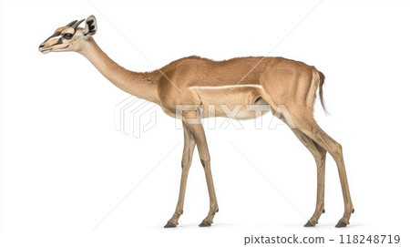 gerenuk antelope stands poised and elegant, highlighting its unique long neck and slim physique. This depiction captures its graceful posture and distinctive features beautifully. 118248719