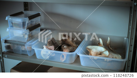 Fossil specimen collection lying in boxes on shelf in archaeological laboratory 118248726
