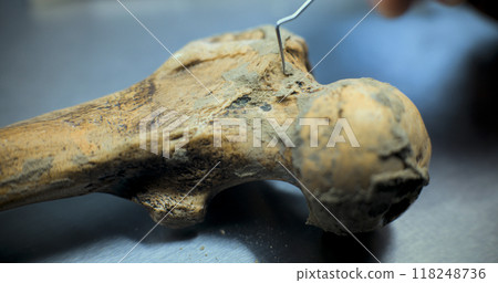 Close up shot of cleaning bone of ancient human or animal from sand Close up shot of cleaning bone of ancient human or animal from sand 118248736