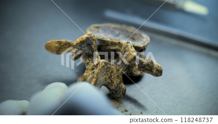 Close up shot of cleaning bone of extinct dinosaur from sand with tools and brush Close up shot of cleaning bone of extinct dinosaur from sand with tools and brush 118248737