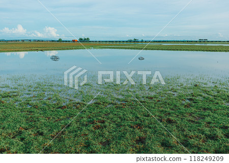 Marshes wetland of Thale Noi in Phatthalung, Thailand. Marshes wetland of Thale Noi in Phatthalung, Thailand. 118249209