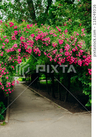 Beautiful blooming archway with vibrant pink flowers in a serene garden pathway setting Beautiful blooming archway with vibrant pink flowers in a serene garden pathway setting 118249316